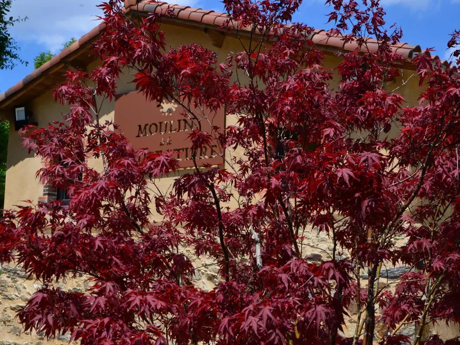 Un érable rouge devant la façade du moulin